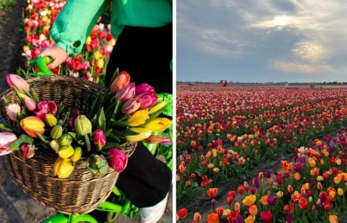 “كأنها مشهد من هولندا”.. افتتاح مزرعة توليب سحرية بالقرب من تورنتو ويمكنك أن تضيع في بحر من الزهور