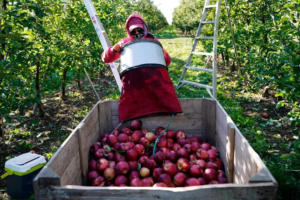 A farm worker unloads picked apples at the Wittenbach Orchards in Belding, Mich. on Oct. 4, 2022.