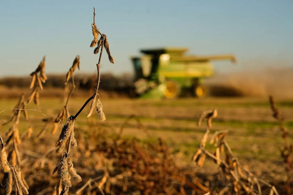 Austin Rohlfing harvests soybeans on his family's field Wednesday, Nov. 5, 2025, near Boonville, Mo.