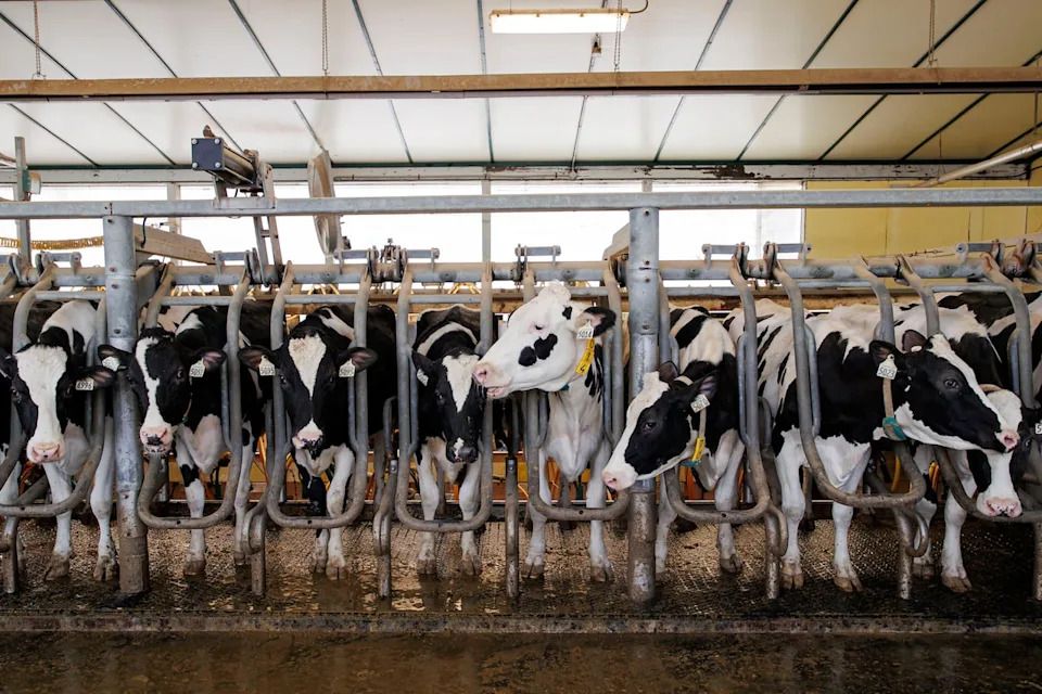 Dairy cows are milked at the Armstrong Manor Dairy, in Caledon, Ont., on Jan. 27.