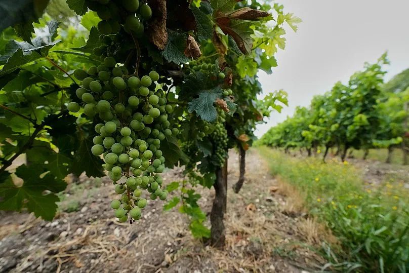 Grapes at the Cognac Pasquet vineyard in Bellevigne, 23 July, 2025