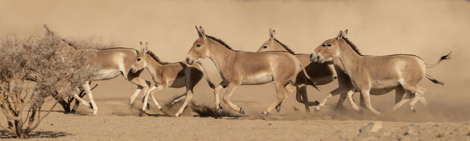 كيف عاد الحمار البري إلى السعودية بعد غياب استمر لأكثر من قرن؟