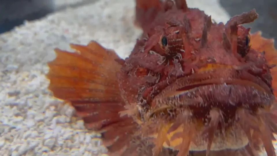 A sea raven fish in an aquarium at the Beaty Centre for Marine Biodiversity.