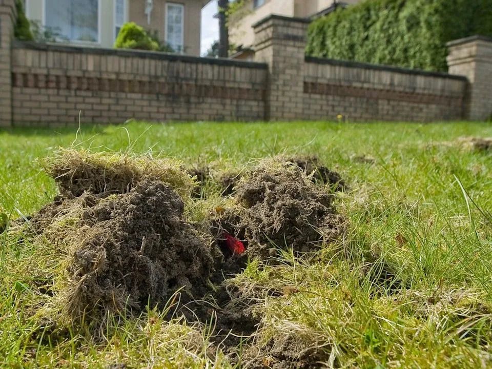 File photo of damaged lawns along Vancouver’s West 27th & Cambie due to the European chafer beetle.