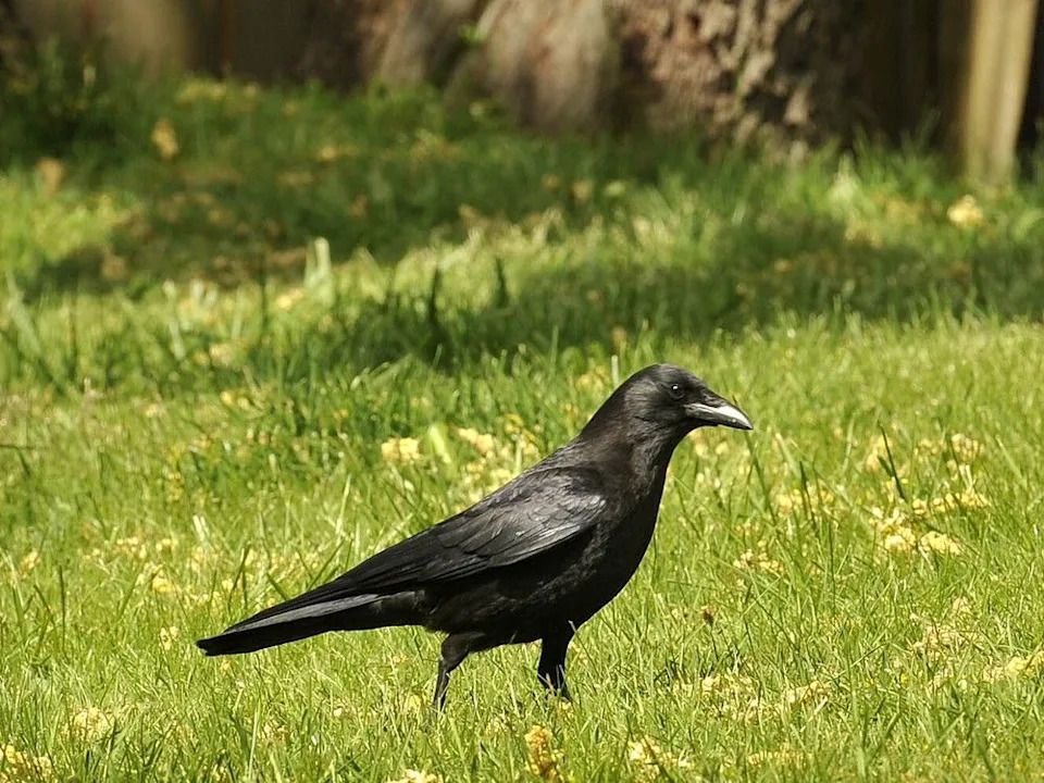 A crow walks on a lawn in east Vancouver.