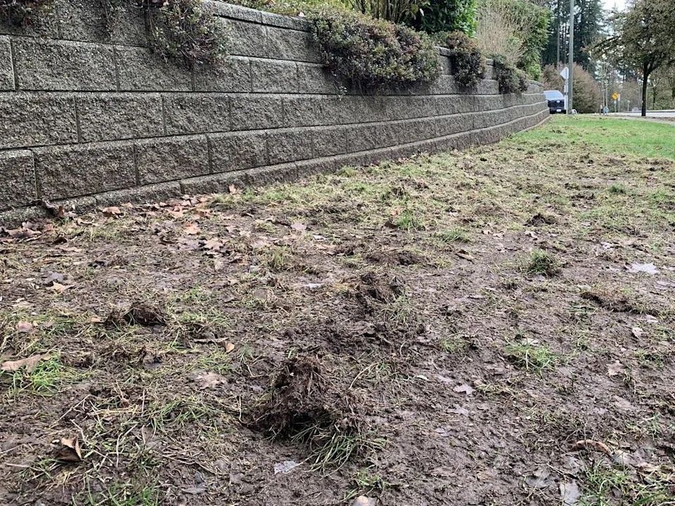 Torn up lawn at a townhouse complex in Port Moody B.C., on Dec. 6, 2025.