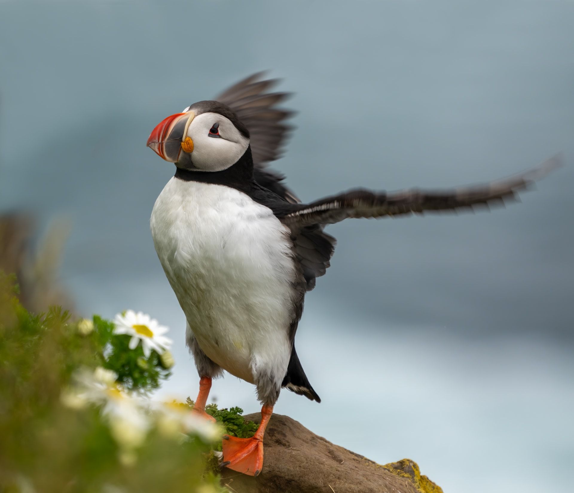 لقاء غير متوقع بين البطاريق والماشية يتحول إلى مشهد كوميدي