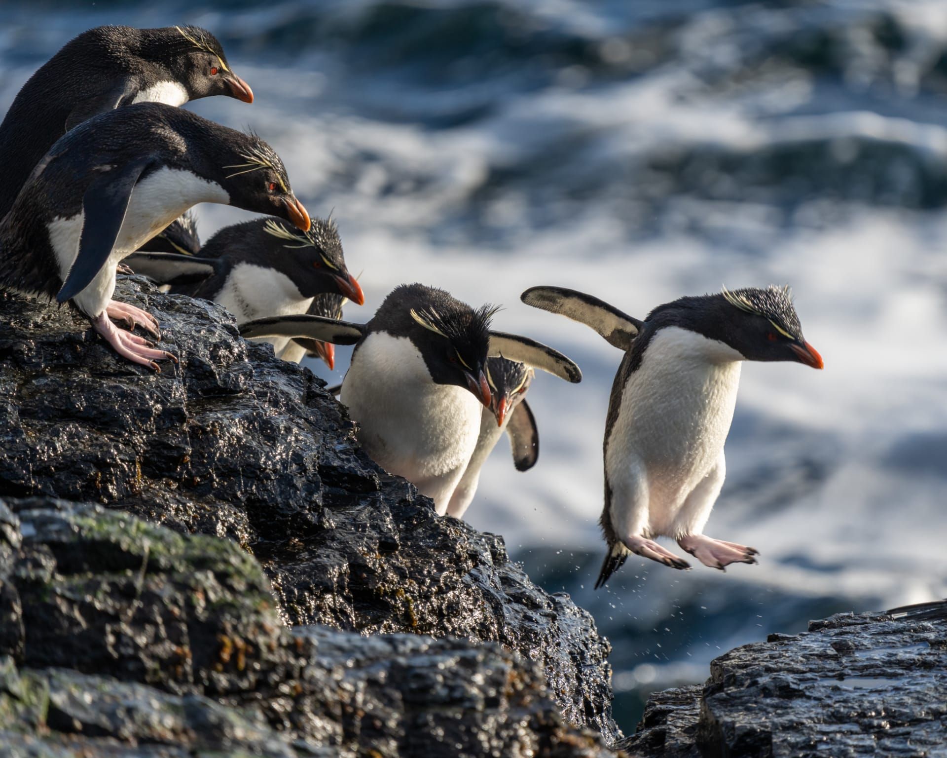 لقاء غير متوقع بين البطاريق والماشية يتحول إلى مشهد كوميدي