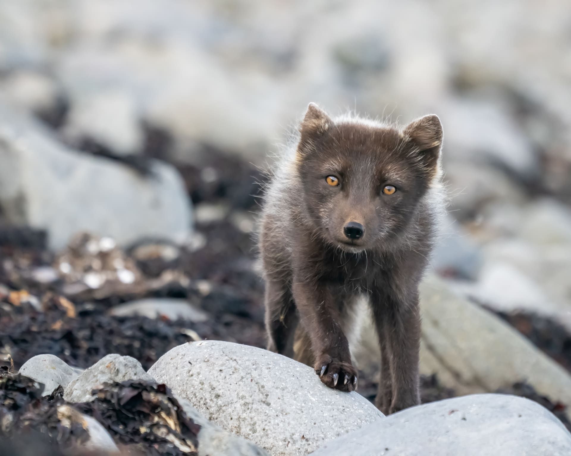 لقاء غير متوقع بين البطاريق والماشية يتحول إلى مشهد كوميدي