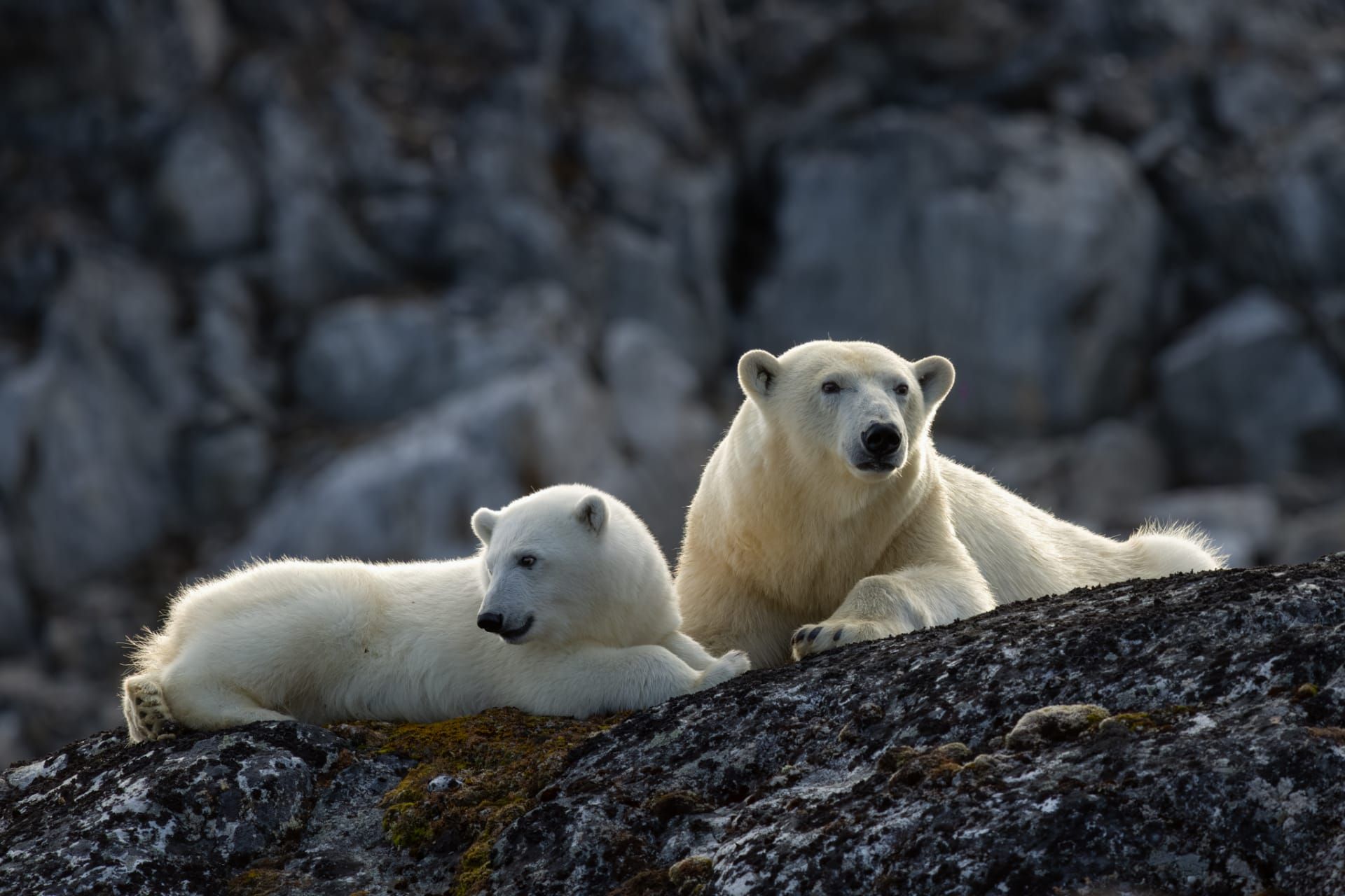 لقاء غير متوقع بين البطاريق والماشية يتحول إلى مشهد كوميدي