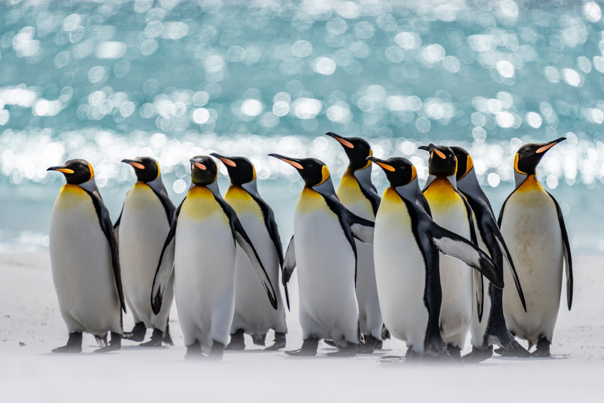 لقاء غير متوقع بين البطاريق والماشية يتحول إلى مشهد كوميدي