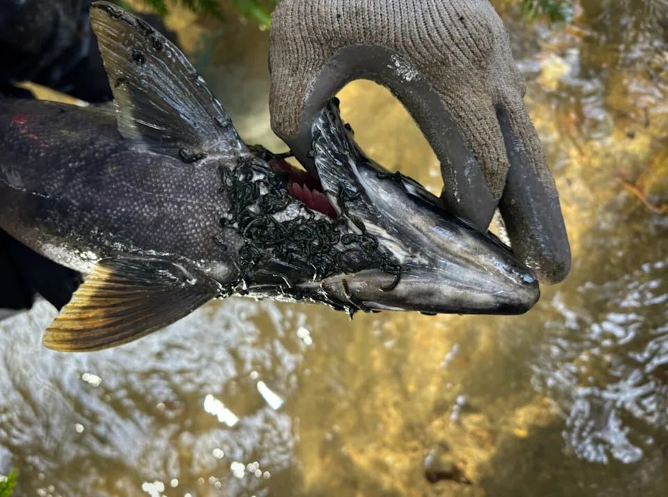 Dead salmon are being found in Stoney Creek in Abbotsford with an unusual number of leeches around the gills and head area.