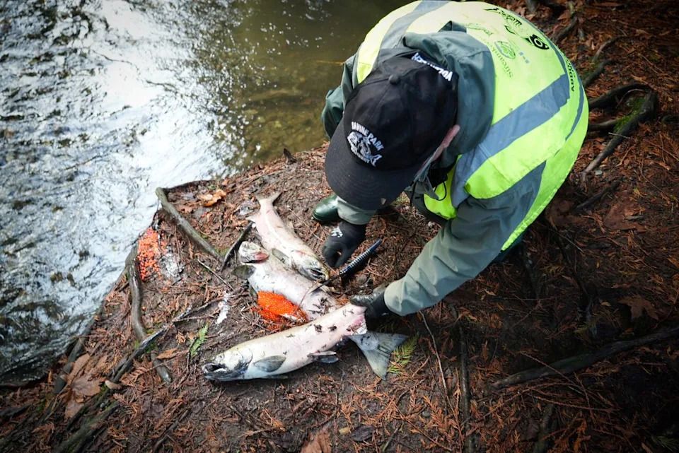 A volunteer cuts open a dead salmon washed up on the banks of Stoney Creek in Abbotsford, B.C., to find it has not yet spawned.