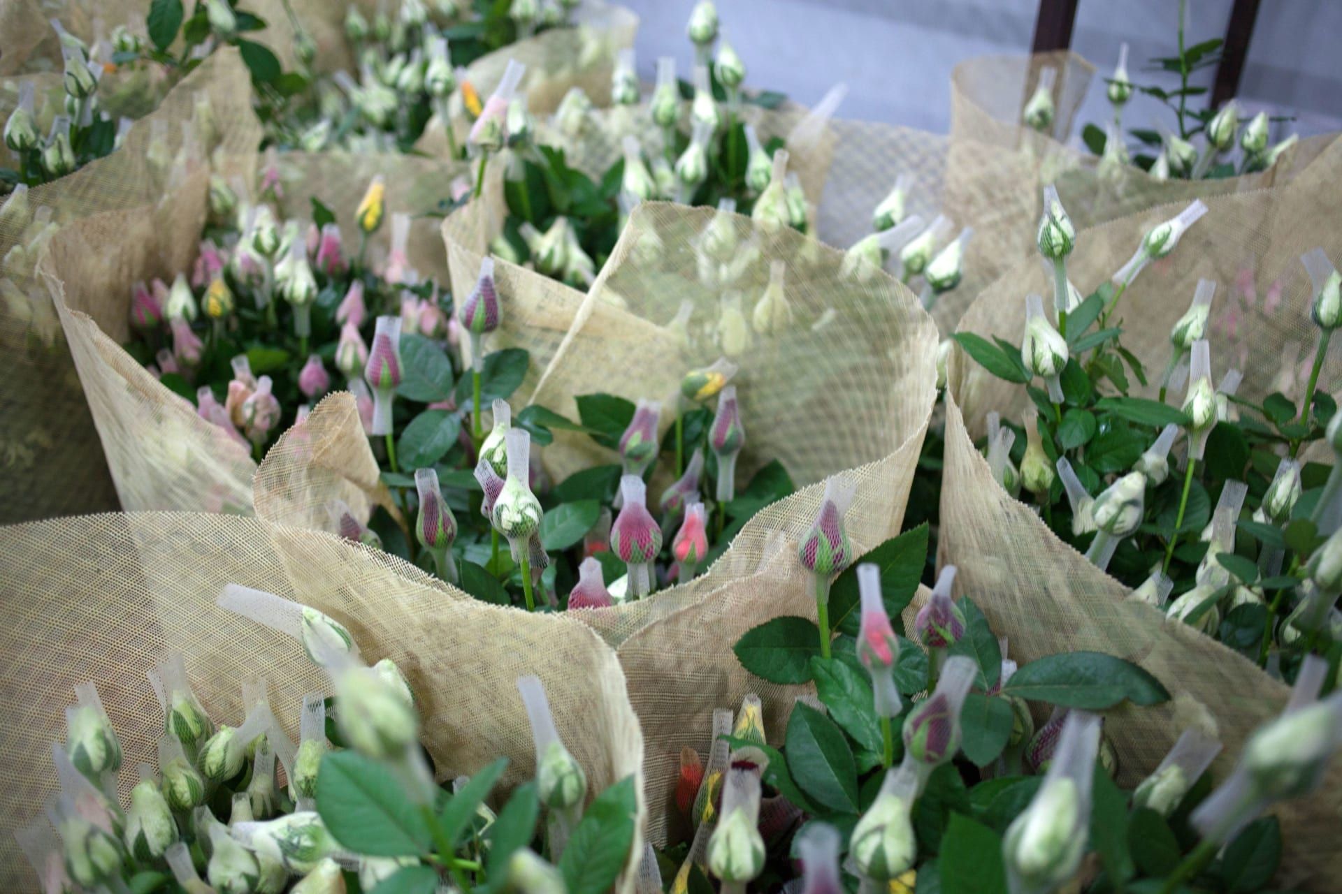 ورود جاهزة للتغليف في منشأة بمدينة دودابالابورا، الهند.