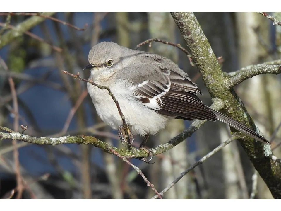 The Northern Mockingbird is a newcomer to the Calgary area.