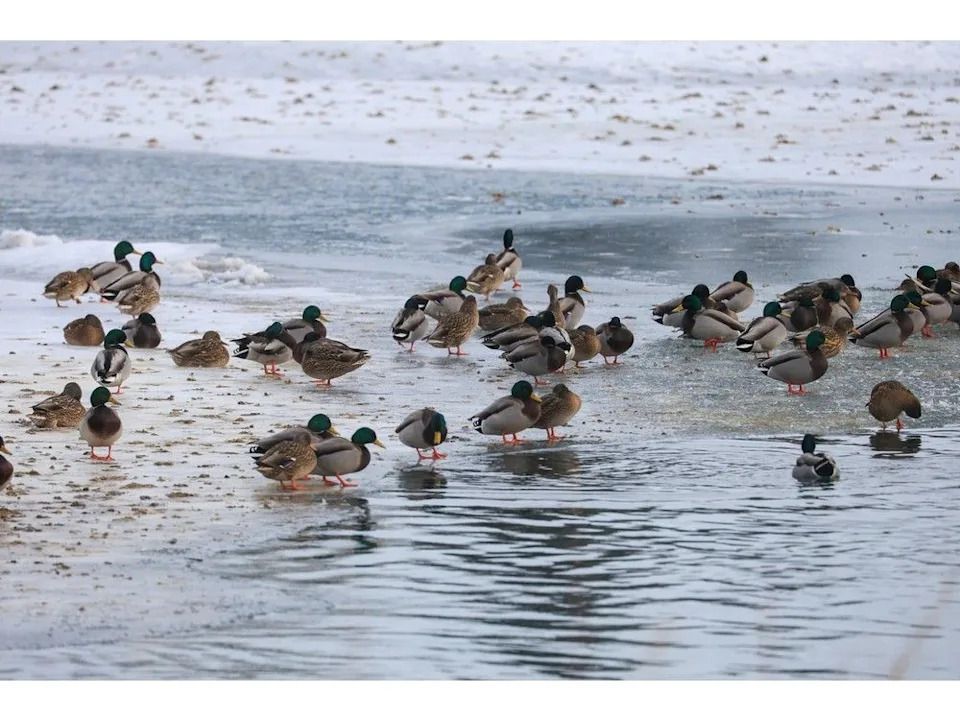Mallards gather along the Bow River near the Inglewood Bird Sanctuary during last year’s Christmas Bird Count.