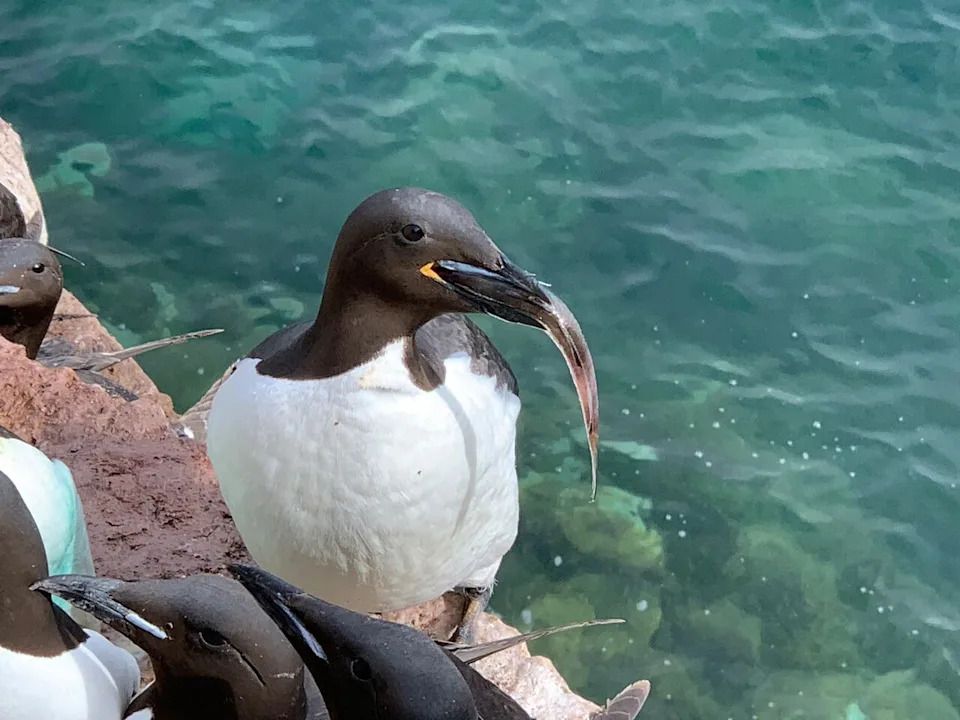 The colony of Cape Parry thick-billed murres has only around 1300 birds