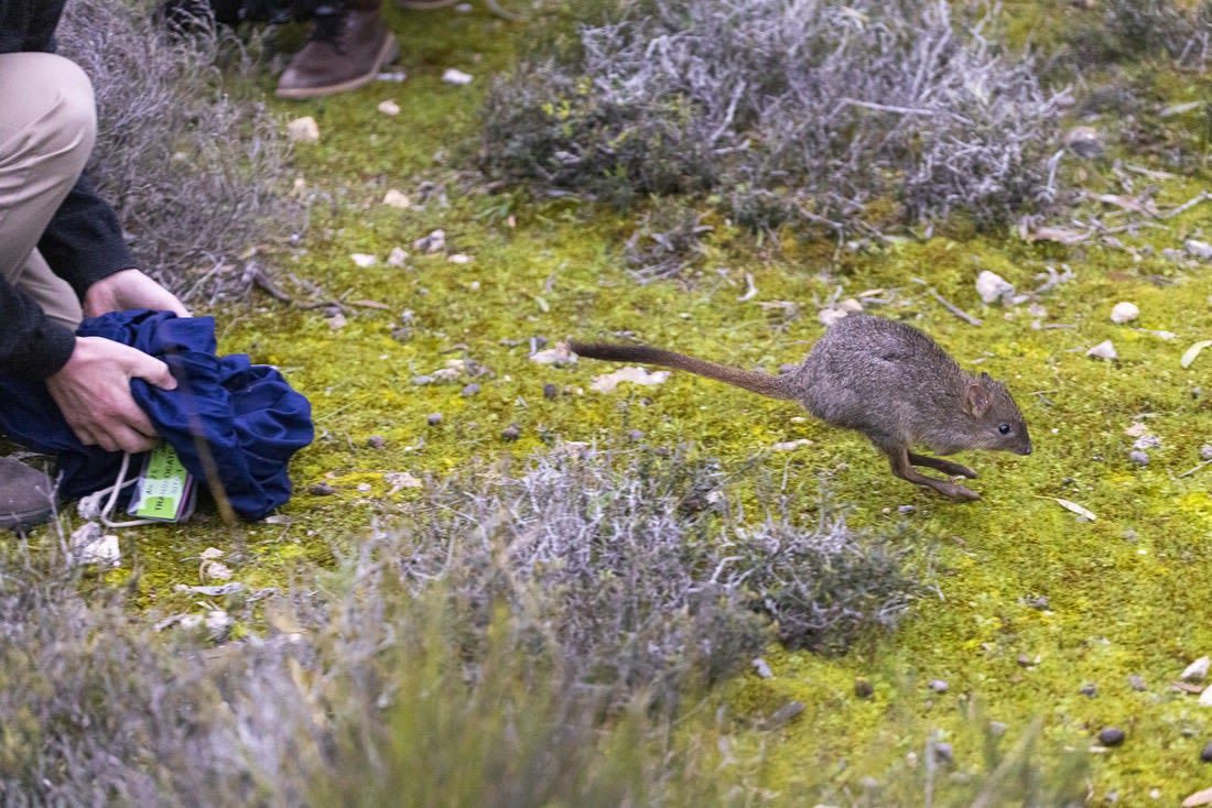 أشبه بكنغر صغير.. كيف عاد هذا الحيوان من حافة الانقراض؟