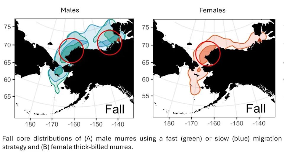 The map showcases migration paths of thick-billed murre. This information was only recently discovered by researchers.