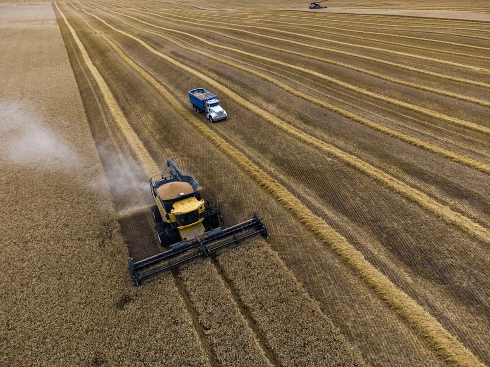 A wheat crop is harvested near Cremona, Alta. in September 2023.