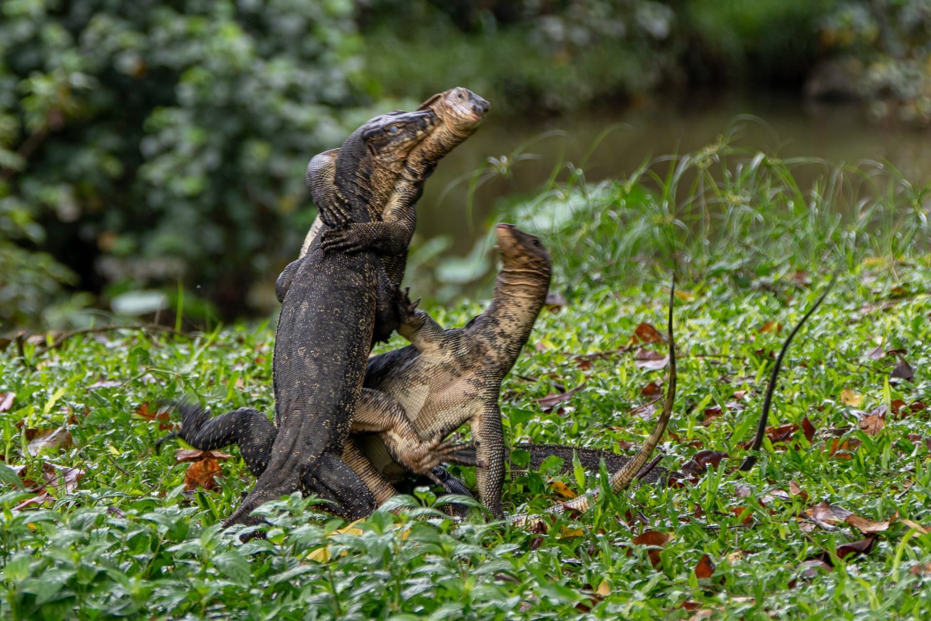 عناق أم عراك؟ مصورة تشرح القصة غير المتوقعة وراء هذا المشهد الطريف في سنغافورة