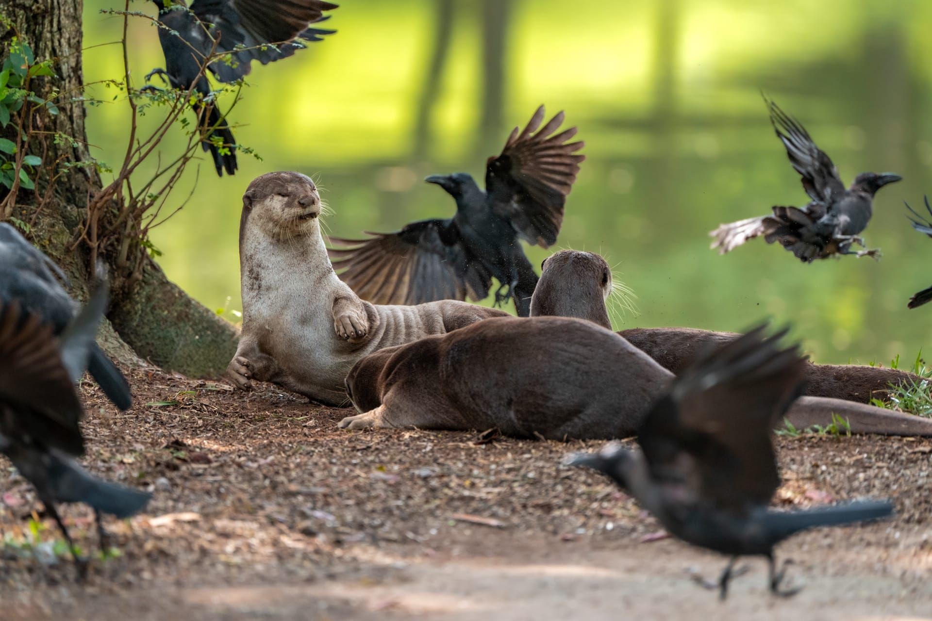 عناق أم عراك؟ مصورة تشرح القصة غير المتوقعة وراء هذا المشهد الطريف في سنغافورة