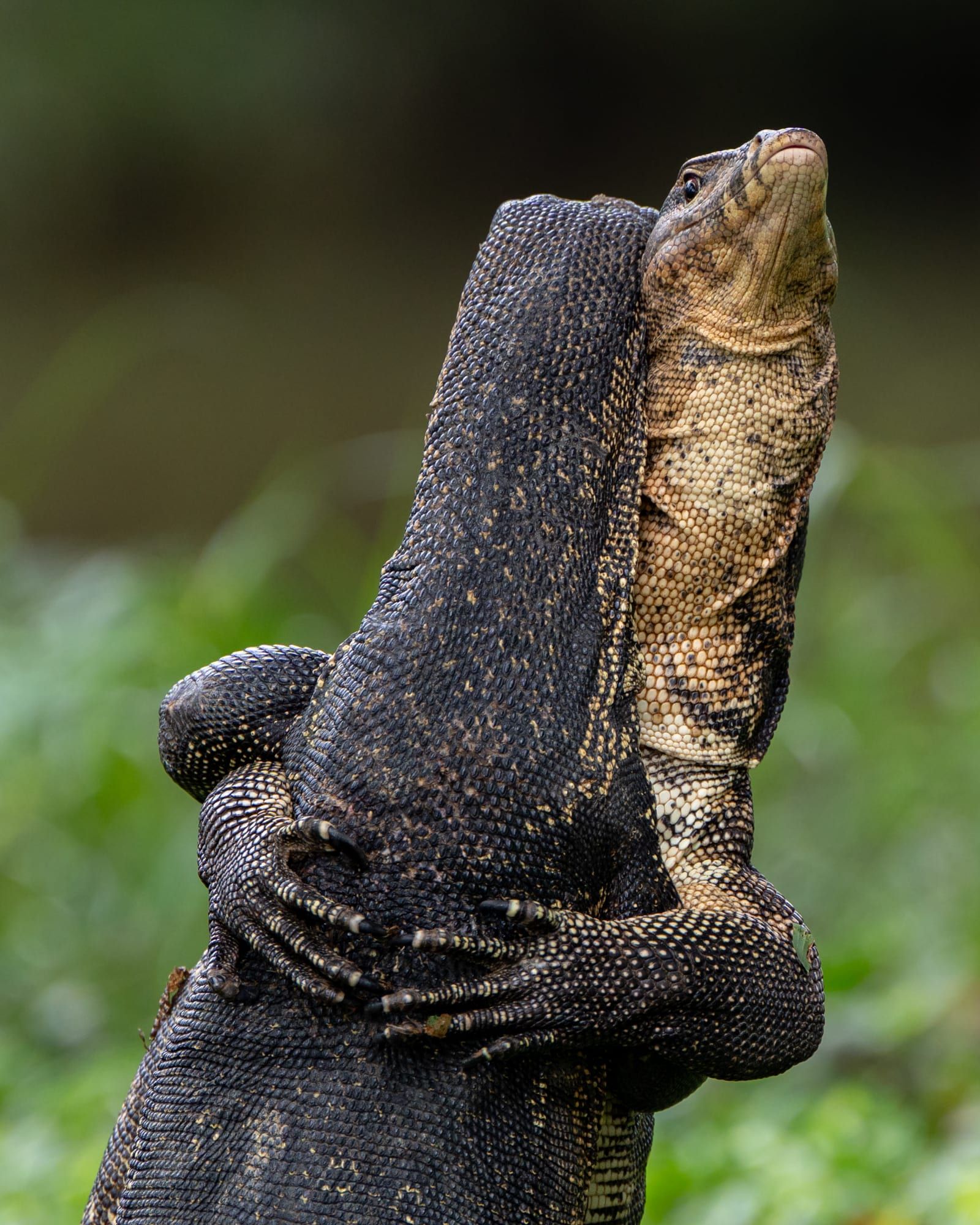 عناق أم عراك؟ مصورة تشرح القصة غير المتوقعة وراء هذا المشهد الطريف في سنغافورة