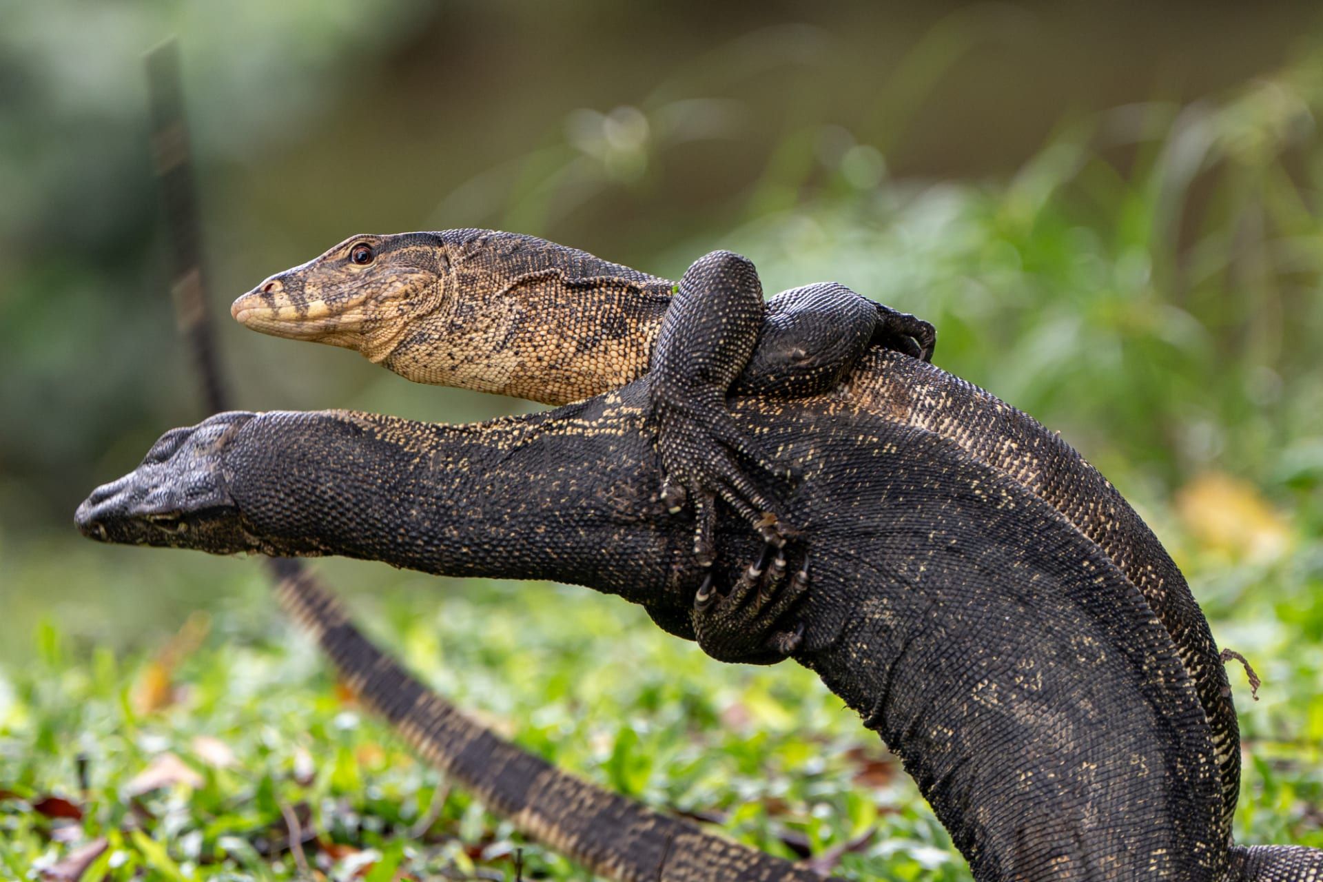 عناق أم عراك؟ مصورة تشرح القصة غير المتوقعة وراء هذا المشهد الطريف في سنغافورة
