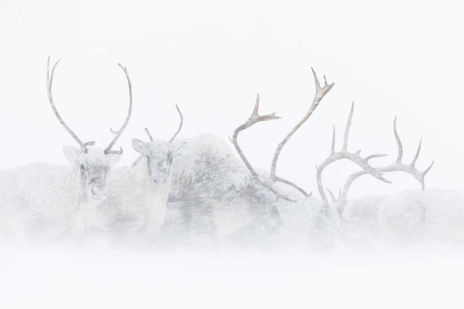 هذه الحيوانات تعيش على حافة الممكن ومصور يوثق الأجواء القارسة التي لا يمكن للإنسان تحملها