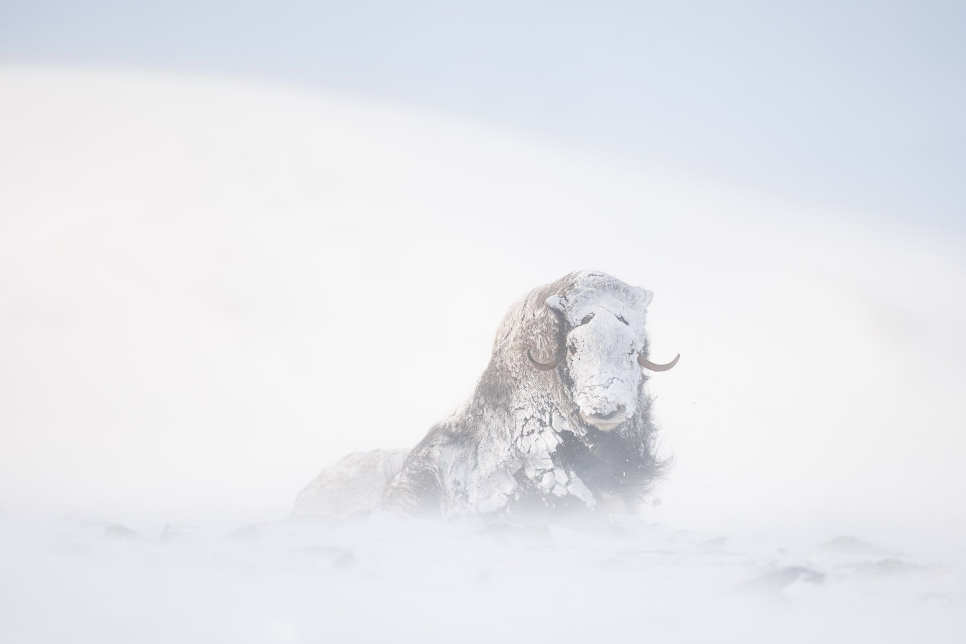 هذه الحيوانات تعيش على حافة الممكن ومصور يوثق الأجواء القارسة التي لا يمكن للإنسان تحملها