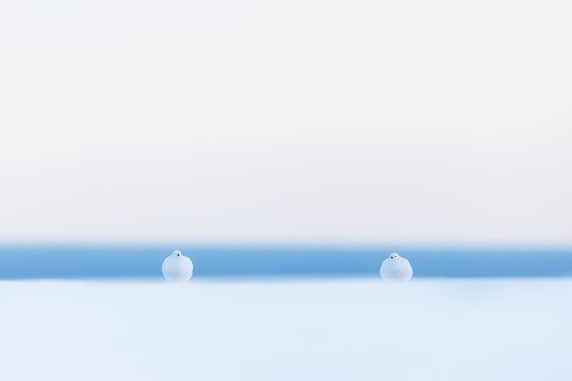 هذه الحيوانات تعيش على حافة الممكن ومصور يوثق الأجواء القارسة التي لا يمكن للإنسان تحملها