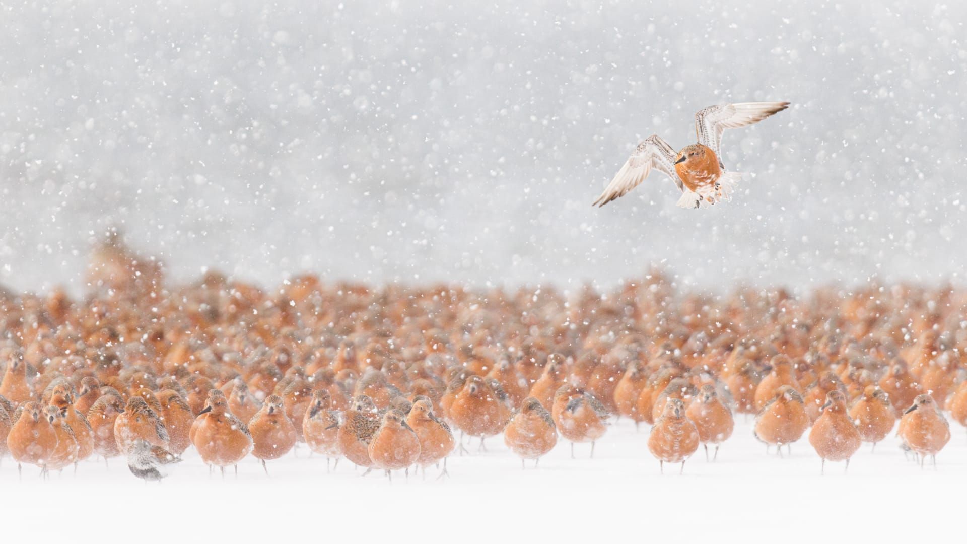 هذه الحيوانات تعيش على حافة الممكن ومصور يوثق الأجواء القارسة التي لا يمكن للإنسان تحملها