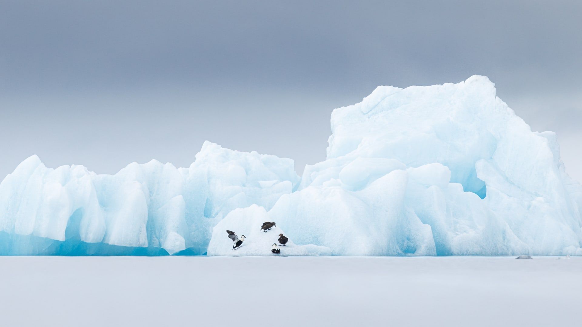 هذه الحيوانات تعيش على حافة الممكن ومصور يوثق الأجواء القارسة التي لا يمكن للإنسان تحملها