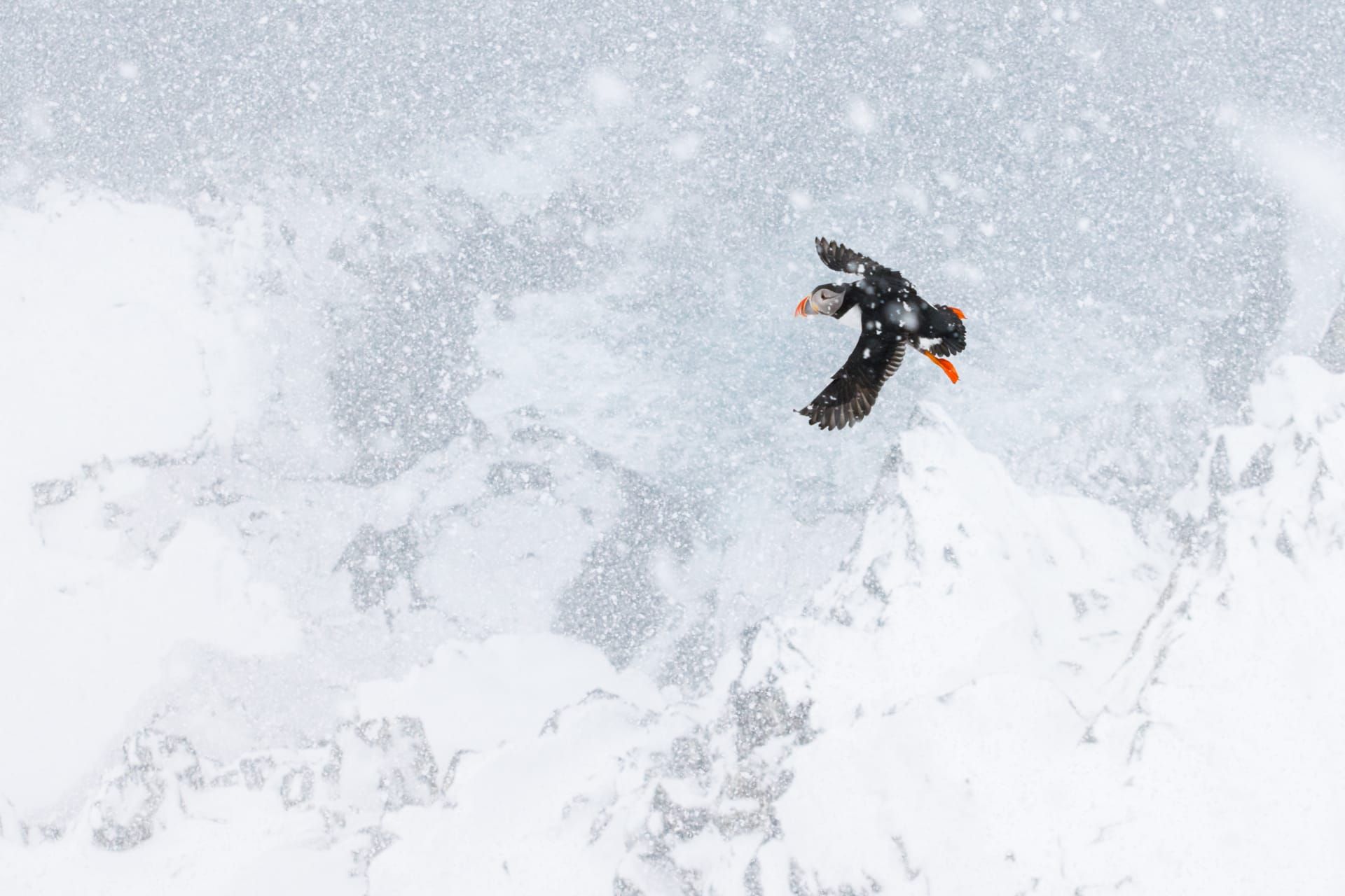 هذه الحيوانات تعيش على حافة الممكن ومصور يوثق الأجواء القارسة التي لا يمكن للإنسان تحملها