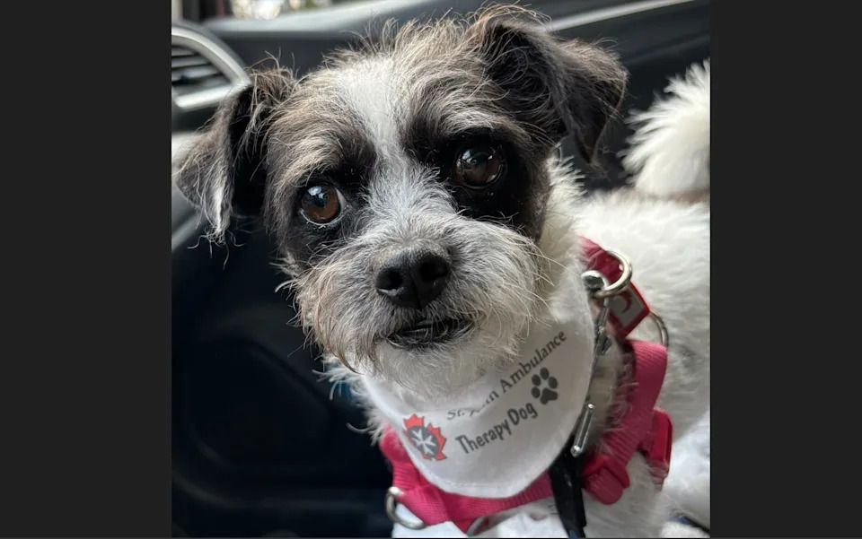 Tilley in the car while on her way to work. (Christine MacLean photo)