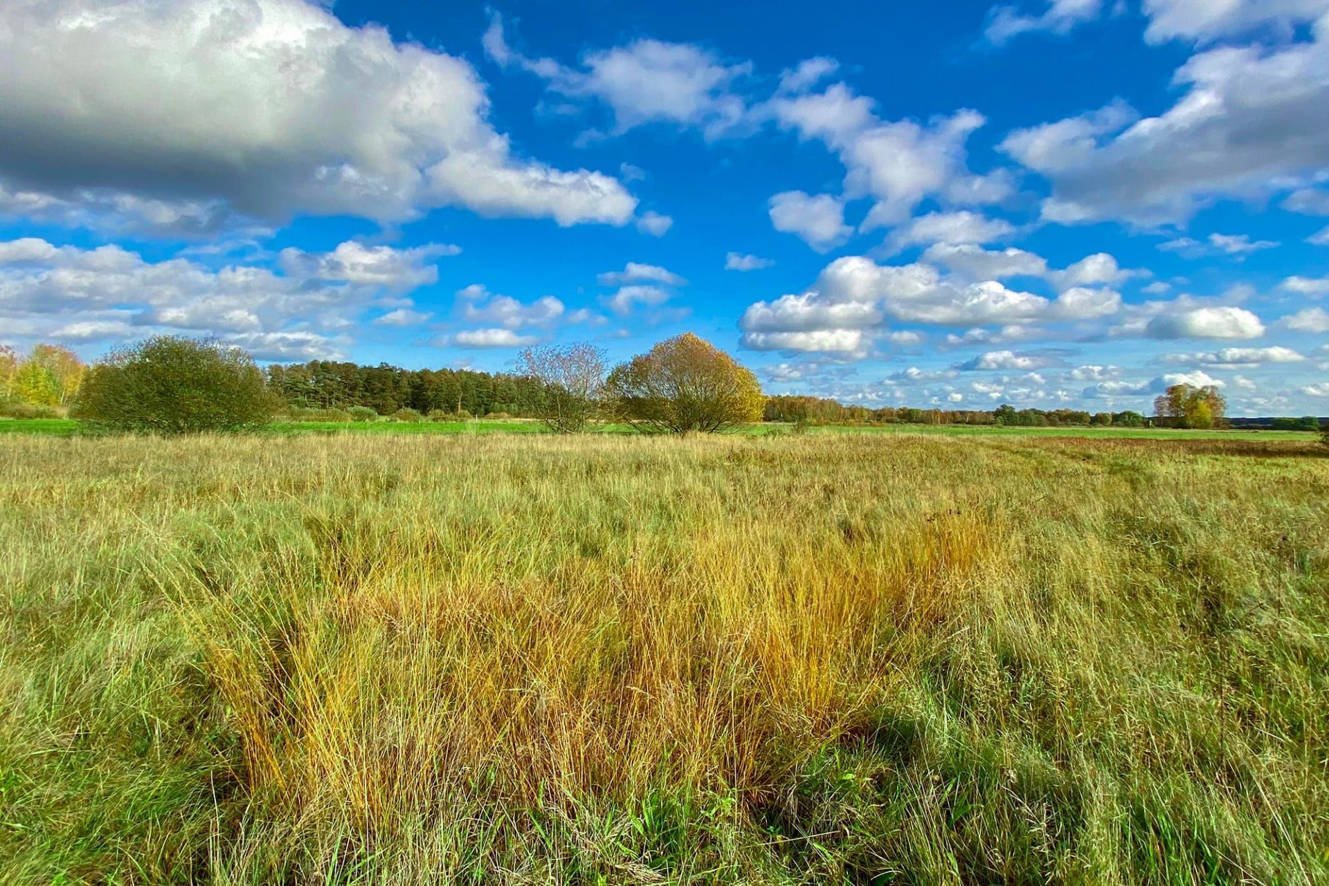 كيف تحولت مصيدة موت في ألمانيا إلى جنة برية بدون قصد؟