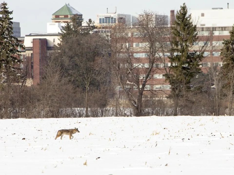 A coyote looks for an afternoon meal on the grounds of the Experimental Farm with the Civic Campus of the Ottawa Hospital in the background in a file photo.