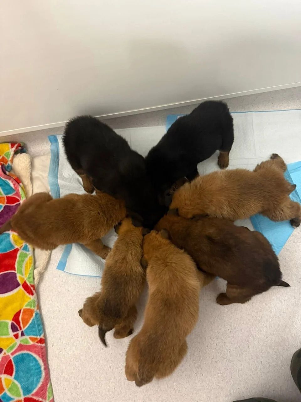 All lucky seven brothers and sisters hungrily filling up at Steinbach and Area Animal Rescue.