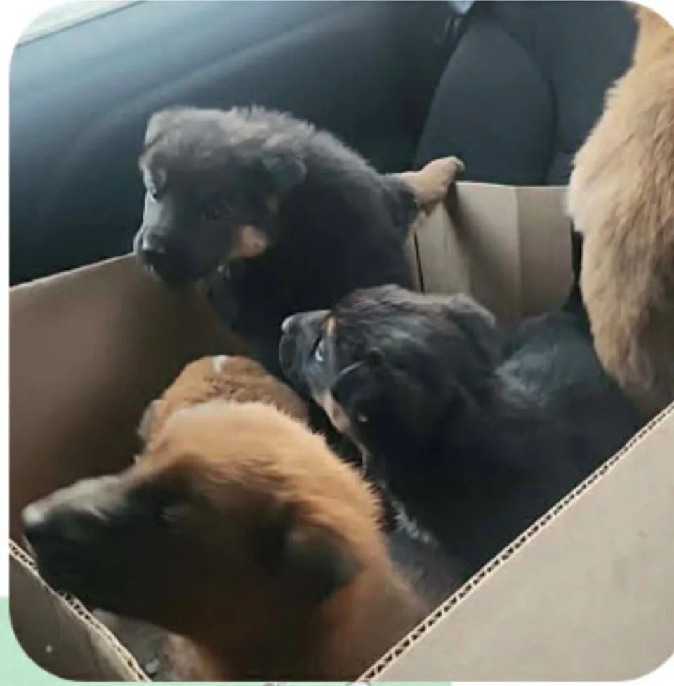 The lucky seven puppies were found in a box taped shut east of Steinbach by a volunteer at the animal shelter who happened to be passing by.