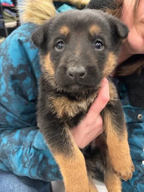 One of the lucky seven puppies who are now living with foster families in the Steinbach area.