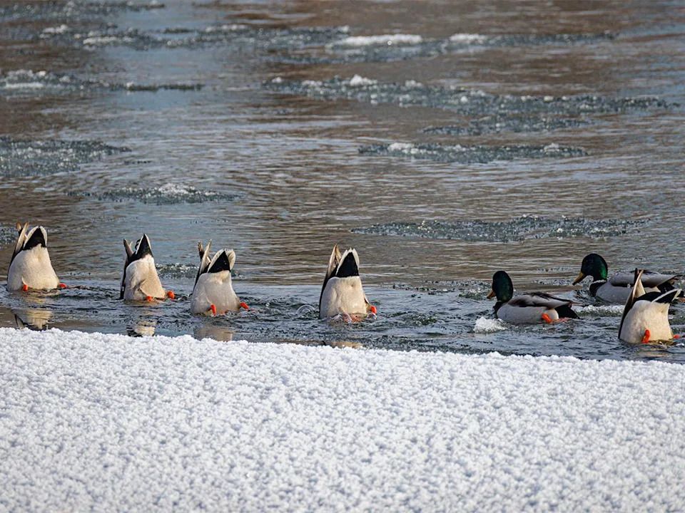 Beaks down, butts up for mallards feeding on the Bow River just downstream of Calgary, Ab., on Tuesday, Dec. 23, 2025.