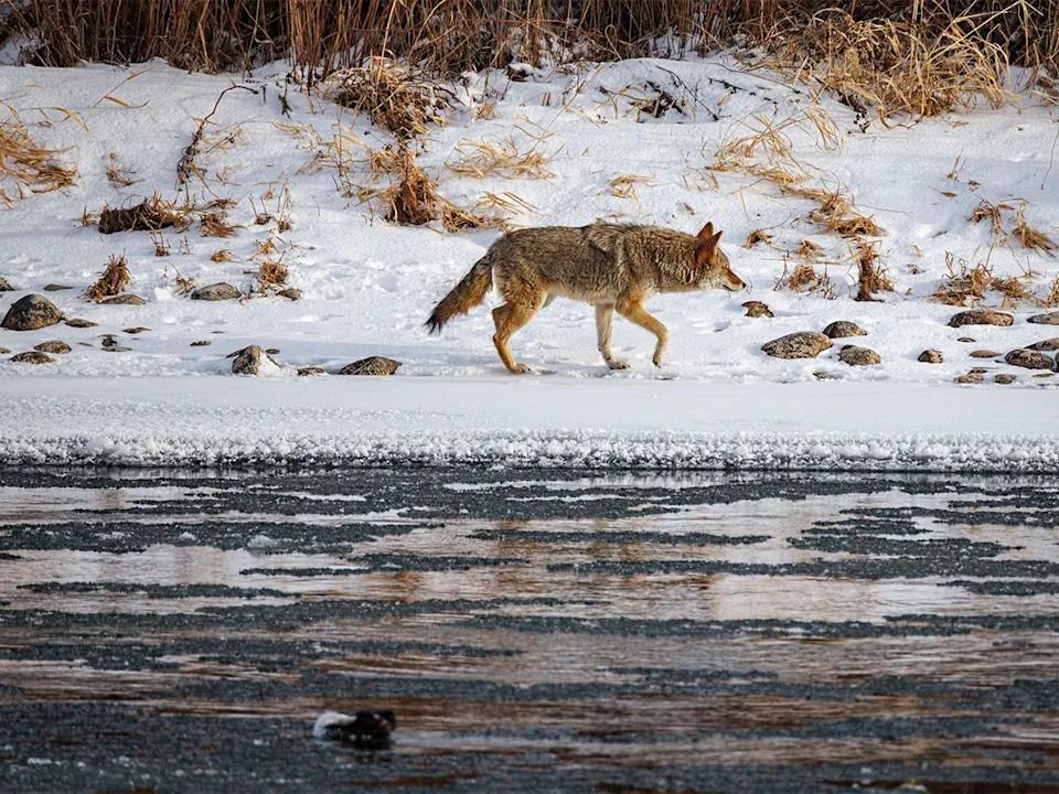 A coyote notices something as it hunts along the Bow River just downstream of Calgary, Ab., on Tuesday, Dec. 23, 2025.