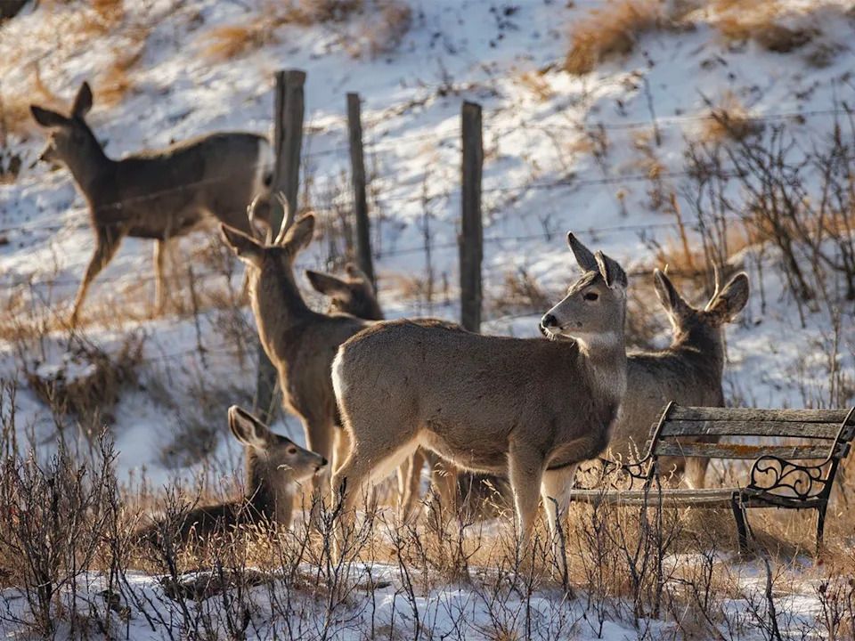 Something caught the attention of mule deer relaxing along the Bow River near Carseland, Ab., on Tuesday, Dec. 23, 2025.