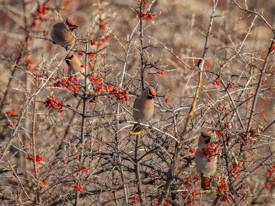 Bohemian waxwings feed on buffaloberries by the Bow River just downstream of Calgary, Ab., on Tuesday, Dec. 23, 2025.