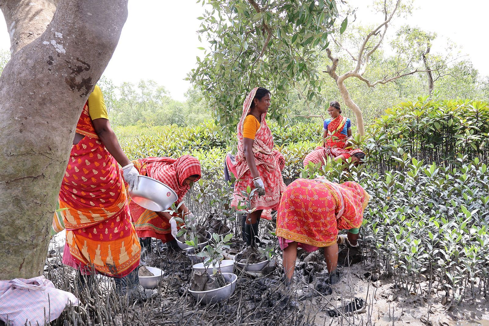 أرامل النمور