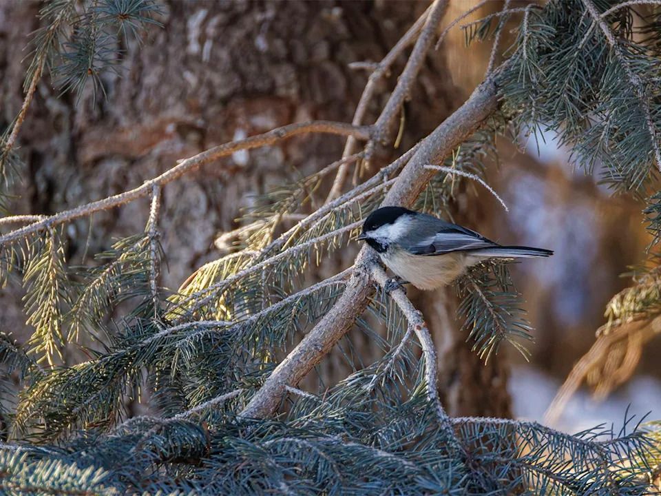A chickadee perches by grain and seeds left out by kind folks along the Bow River near Carseland, Ab., on Tuesday, Dec. 23, 2025.