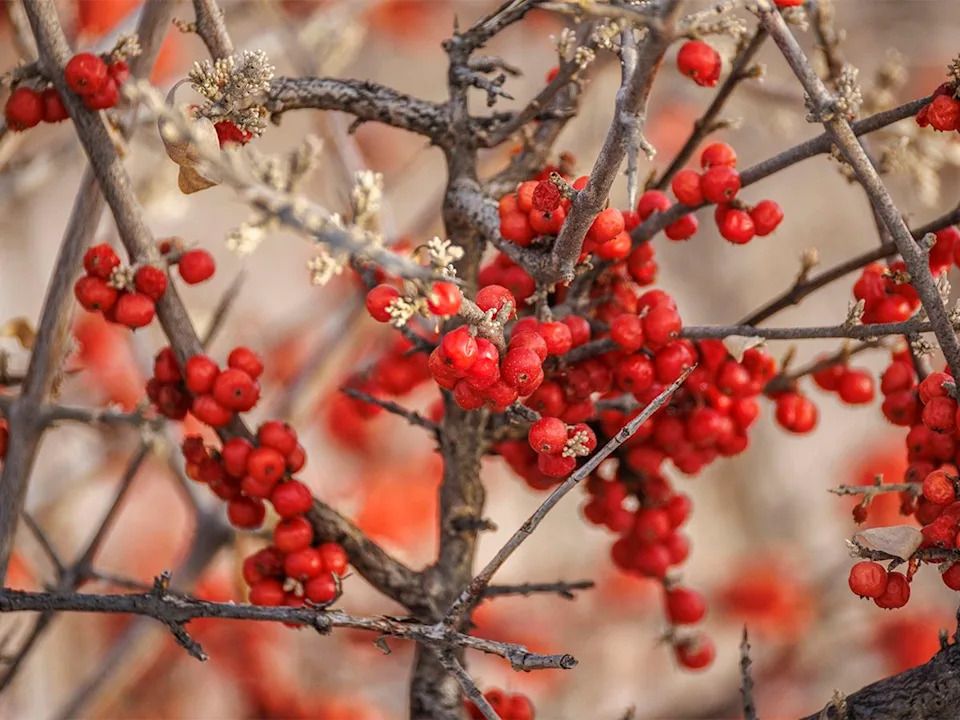 Buffaloberries by the Bow River just downstream of Calgary, Ab., on Tuesday, Dec. 23, 2025.