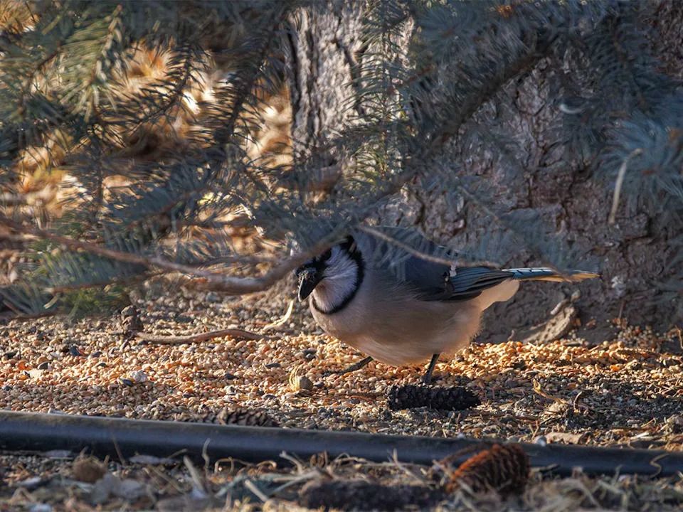 A blue jay feeds on grain and seeds left out by kind folks along the Bow River near Carseland, Ab., on Tuesday, Dec. 23, 2025.