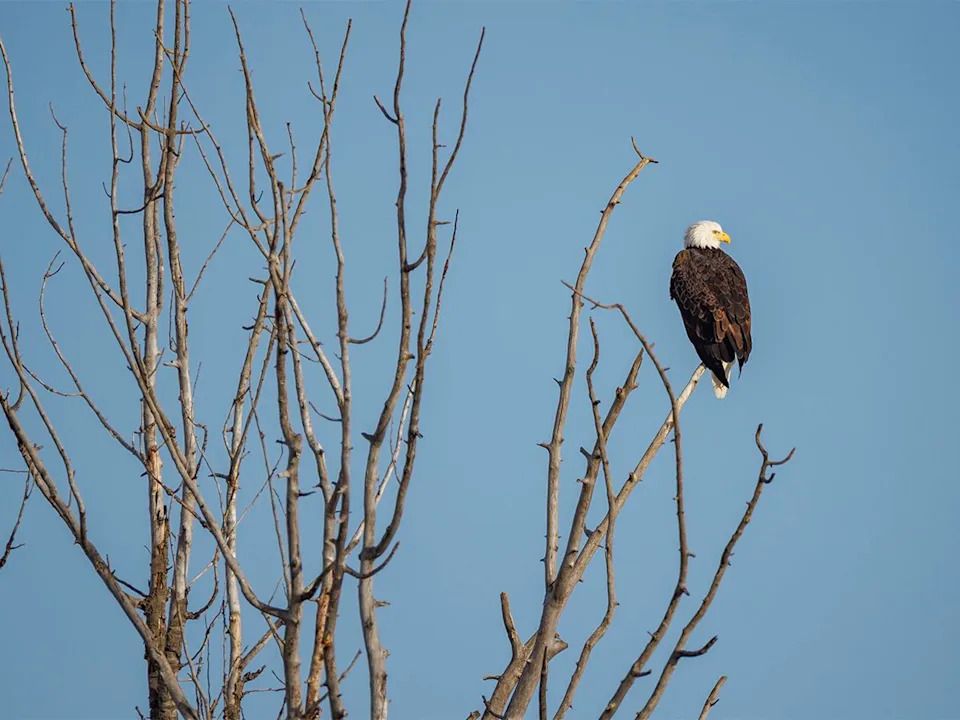 A bald eagle looks out over the Bow River just downstream of Calgary, Ab., on Tuesday, Dec. 23, 2025.