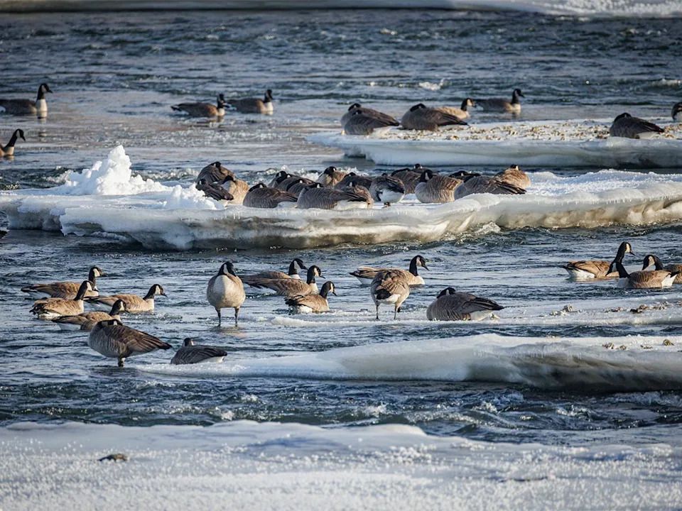 Canada geese relax on the ice islands in the open water below the weir on the Bow River near Carseland, Ab., on Tuesday, Dec. 23, 2025.